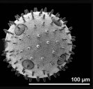 pollencucurbita01.jpg