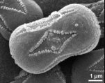 pollenmyosotis01.jpg