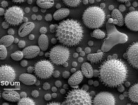 pollens.jpg