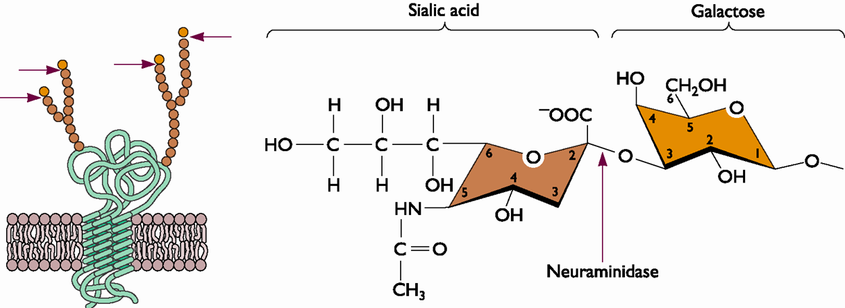 acide sialique