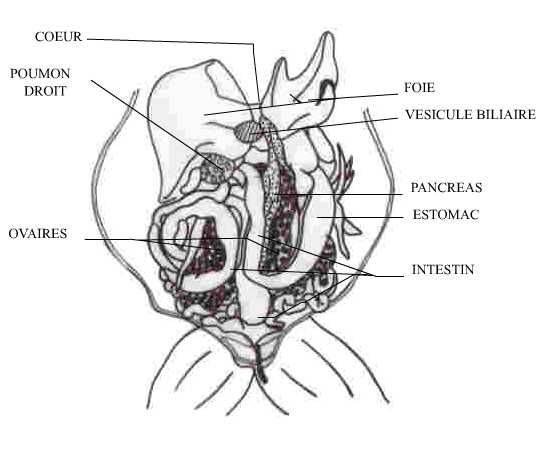 Planche anatomique grenouille