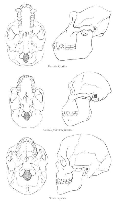 Comparison of gorilla, africanus and human skulls