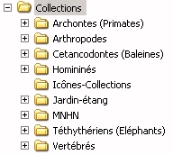 Structure du dossier Collections