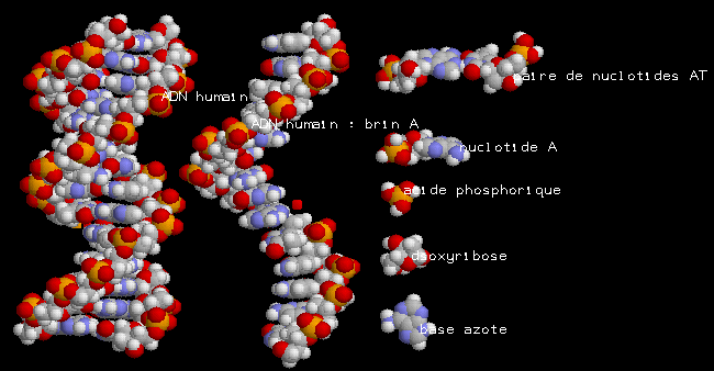 molécule adn rastop
