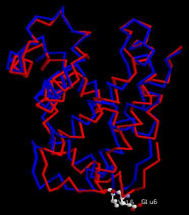 Superposition des 2 modles : globine bta normale (en bleu), bta drpanocytaire (en rouge)