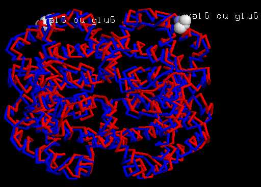 Superposition de 2 hmoglobines : une hmoglobine A en bleu, une hmoglobine S en rouge