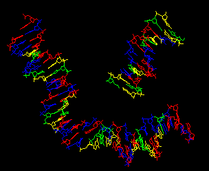 Comparaison de 2 ADN : ADN humain et ADN de bactriophage