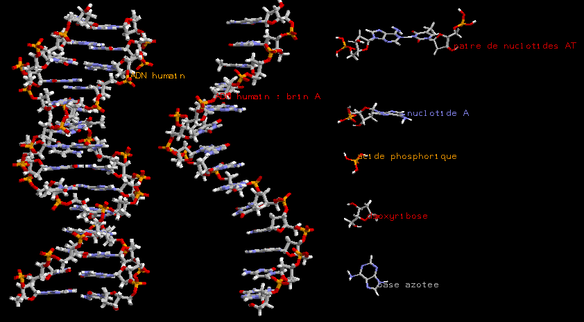 molecule adn rastop