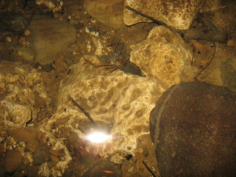 crustacé grotte . Photographie de Bernard Lips