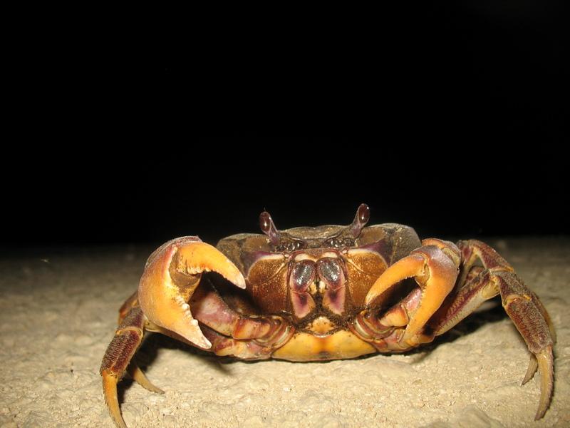 Crabe.Photographie de Bernard Lips
