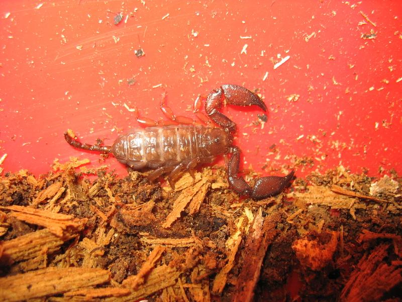 Scorpion.Photographie de Bernard Lips