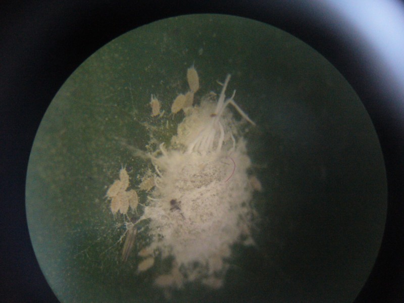 Dans la salle de sciences nous avons des cochenilles sur une de nos plantes. Nous les avons regardées à la loupe binoculaire. Il y a des cochenilles adultes entourées de nombreux petits. L'adulte ne bouge pas mais les petits bougent beaucoup. Nous avons vu sur les feuilles des tâches qui ressemblent à de l'eau sucrée: c'est peut-être le miellat. Photographie prise par l'optique de la loupe binoculaire