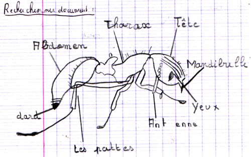 schéma fourmi. Extrait d'un cahier de chercheur