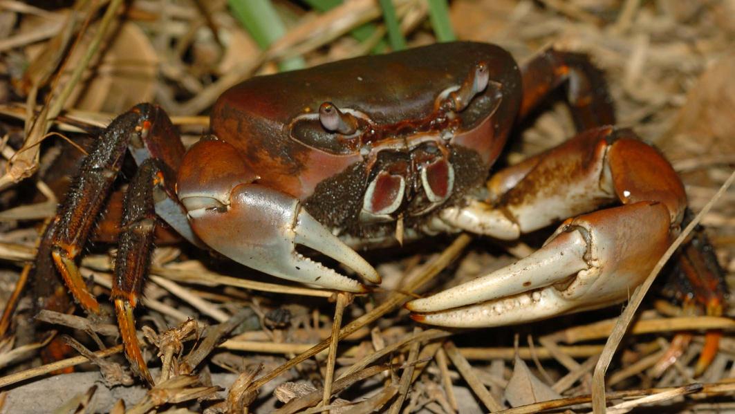 A La Poursuite Du Crabe Terrestre A Longues Pattes Mission Santo