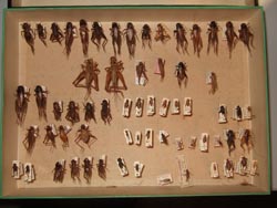 Les spécimens des Nouvelles-Hébrides dans les collections du Muséum avant Santo 2006