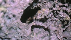 Grillon vivant dans les calcaires alvéolés en bord de mer