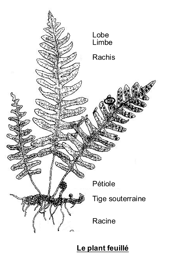 AC Filicophyte plant feuille.png