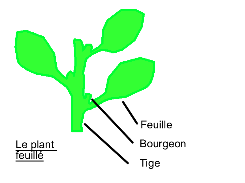 AC angiosperme plant feuille.png
