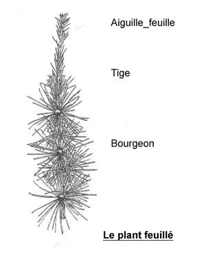 AC gymnosperme plant feuille.png