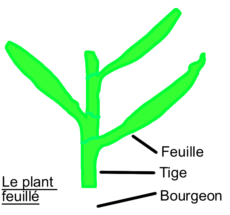 AC monocotyledone plant feuille.png