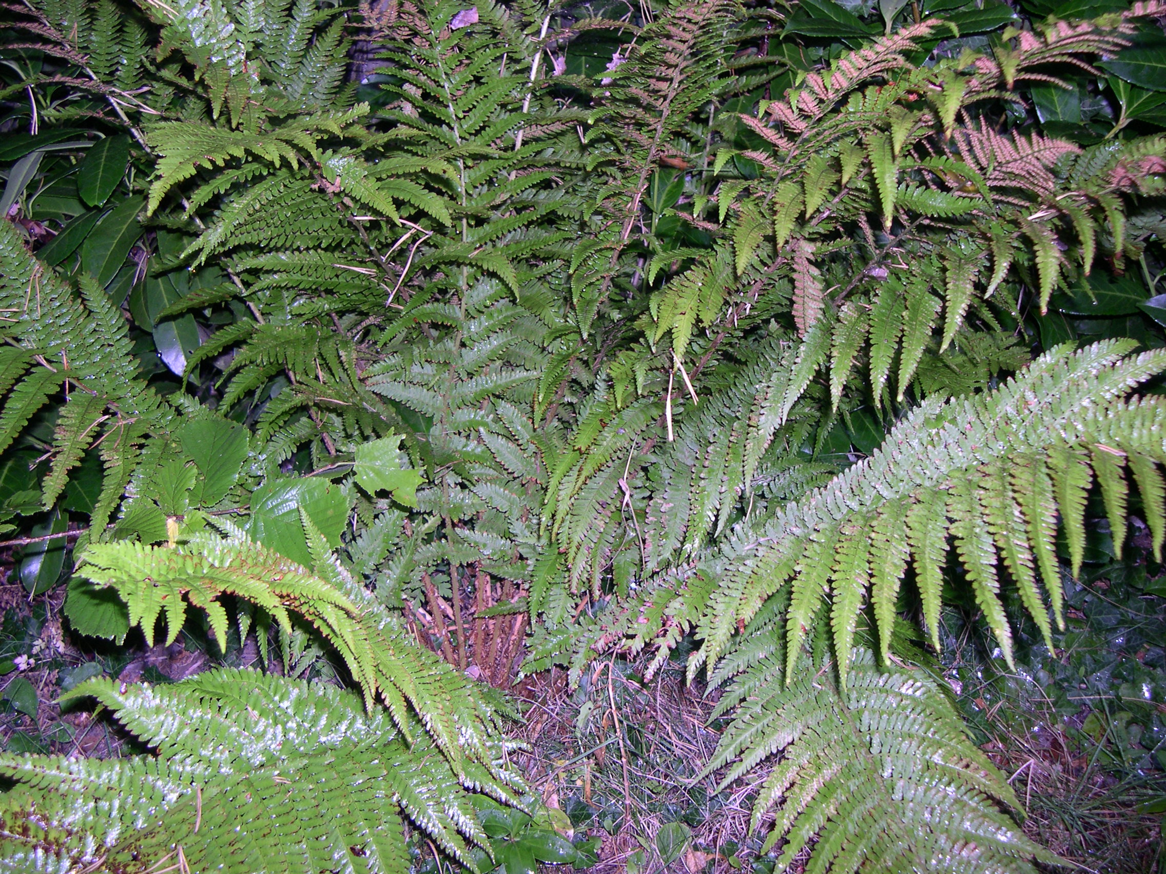 Dryopteris plant.JPG