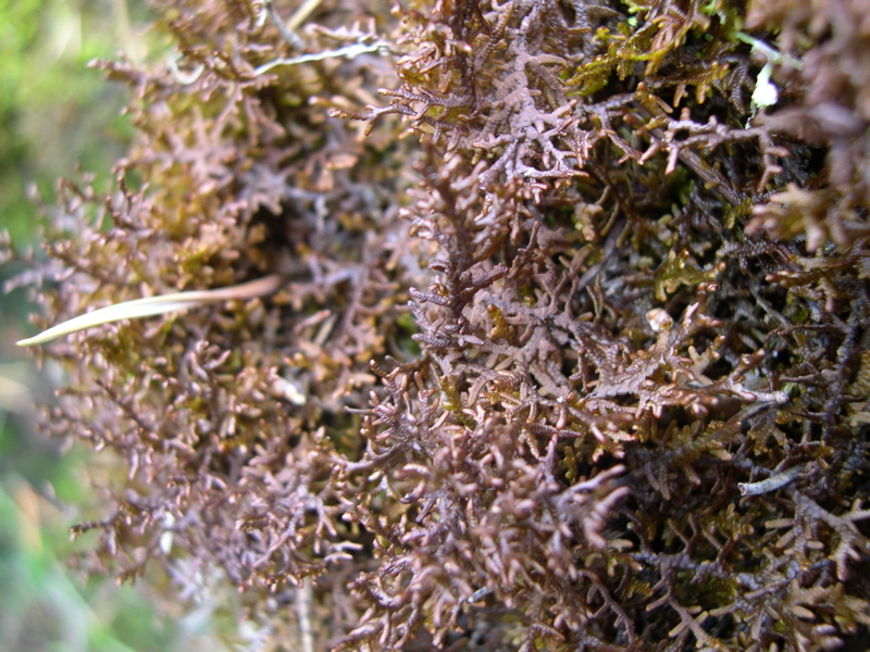 Frullania dilatata.JPG