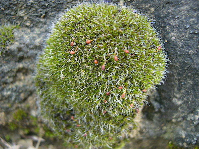 Grimmia apocarpa.JPG