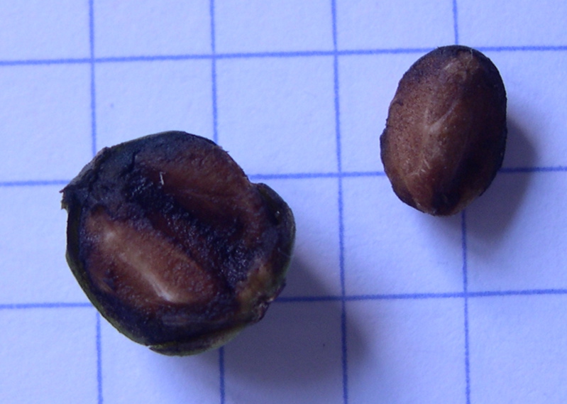 Ilex aquifolium fruit graine.jpg