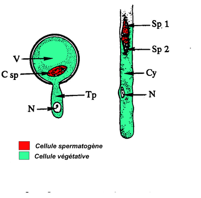 grain de pollen.png