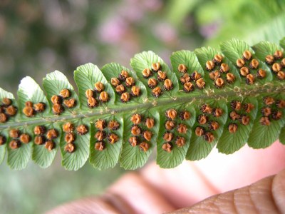 Dryopteris filix-mas sore.jpg