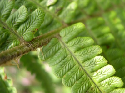 Dryopteris filix-mas.jpg