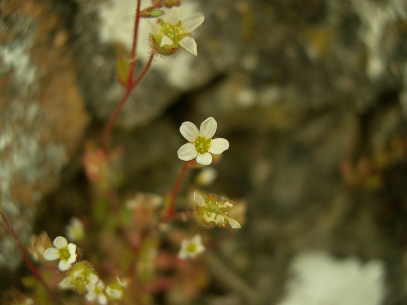 Saxifrage a trois doigts.JPG