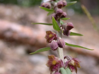 Helleborine.jpg