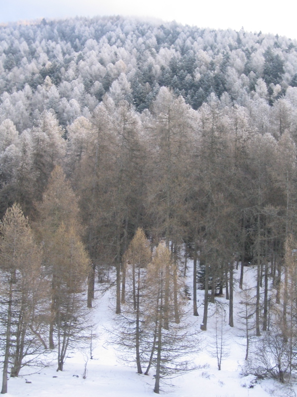 Larix decidua hiver.jpg