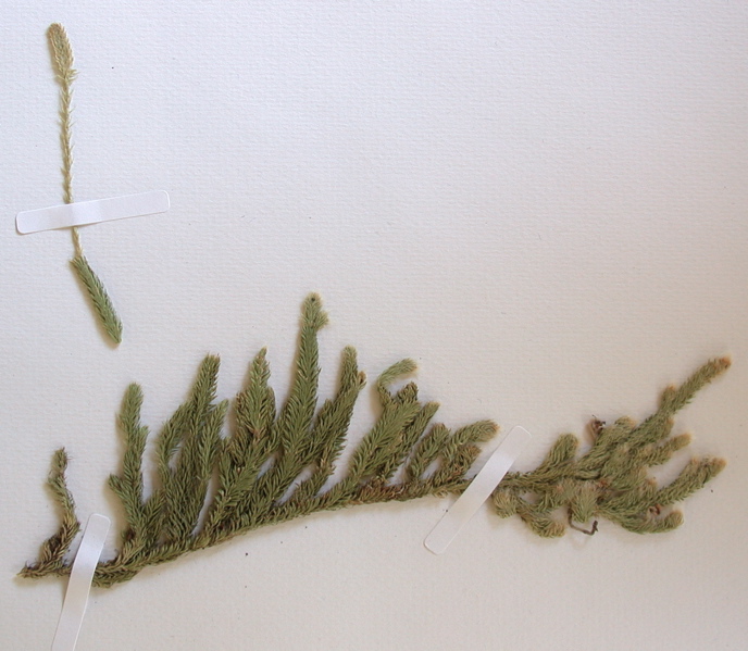 lycopodium clavatum.jpg