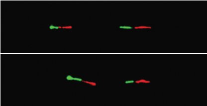 Hybridation - Amylase Bonobo.jpg