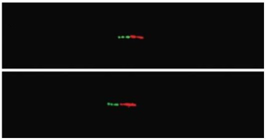 Hybridation - Amylase Chimpanzé.jpg