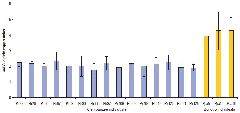 Nombre copies Chimpanzé - Bonobo.jpg