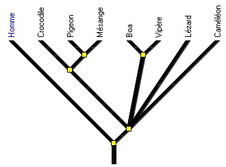 arbre_diapsides.jpg