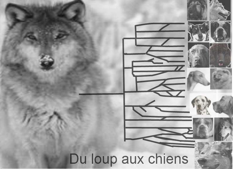 chien loup.jpg