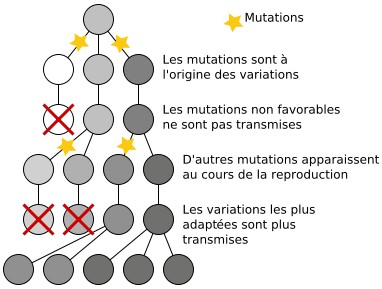 mutation.jpg