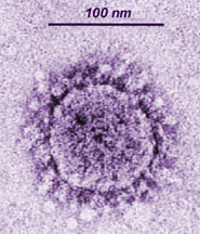 beau coronavirus