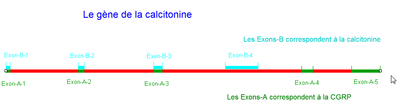 GeneCalcitonine.png