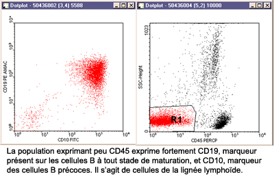 cd10cd19cas2b.gif