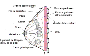 Structure d'un sein adulte