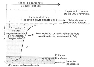 devenir_du_carbone