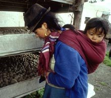 Biodiversite de la pomme de terre.jpg