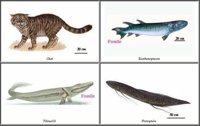 origine des tetrapodes