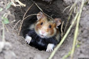 L’homme influence le peuplement des sols par le Hamster