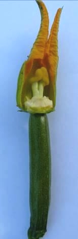 fleur femelle courgette.jpg